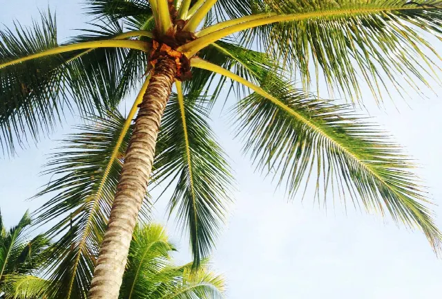 La Floride comme paradis fiscal : Avantages pour les entreprises, les propriétaires immobiliers et les investisseurs – USA